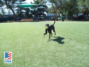 synthetic grass dog park