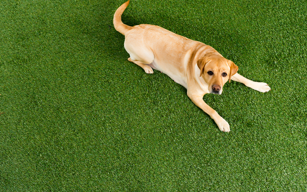 Is Fake Grass For Dogs Safe? What Homeowners Need to Know