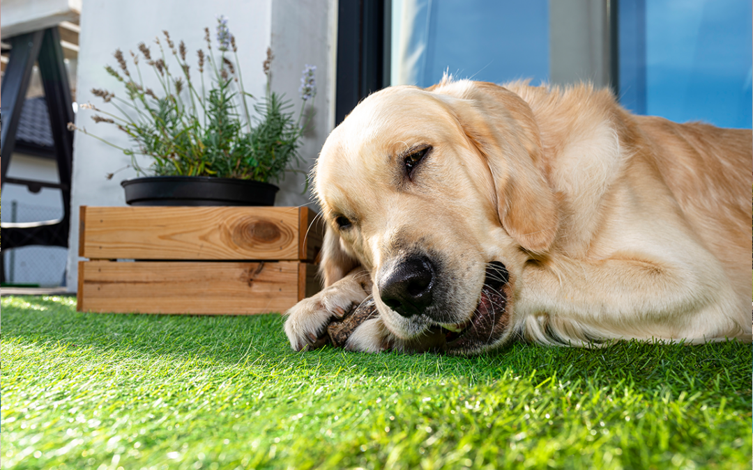Homeowner’s Guide to Artificial Turf Installation and Cost